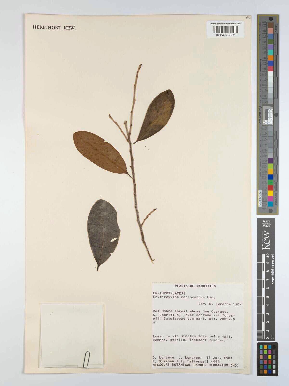 Erythroxylum macrocarpum — houseplant care guide