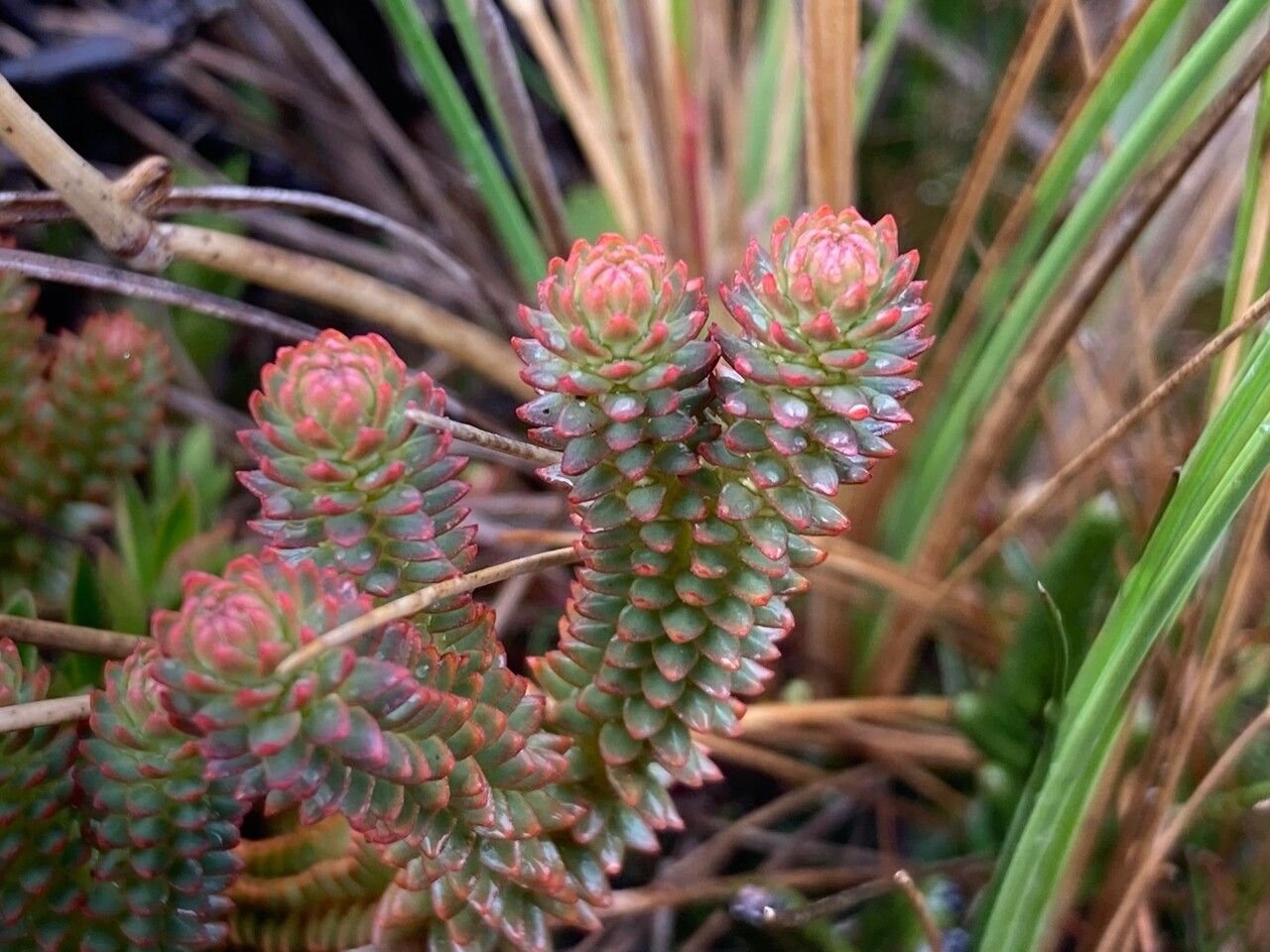 Huperzia brevifolia leaf