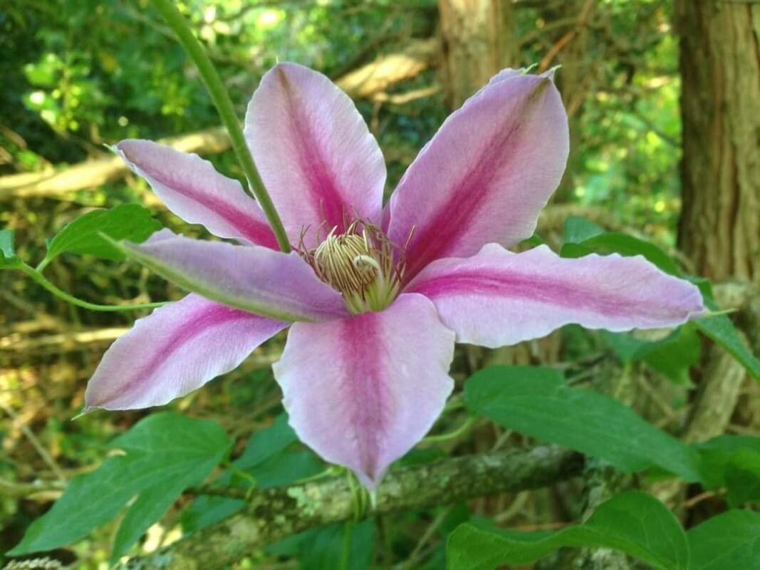 Clematis lanuginosa flower