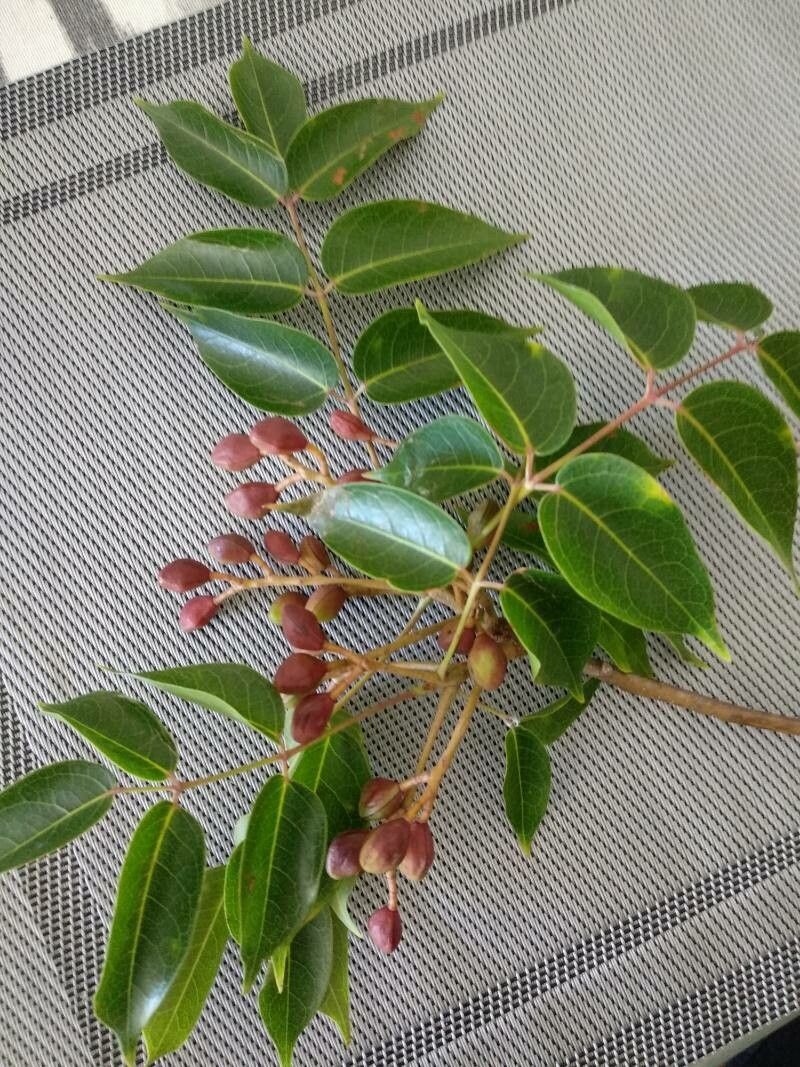Bursera simaruba fruit