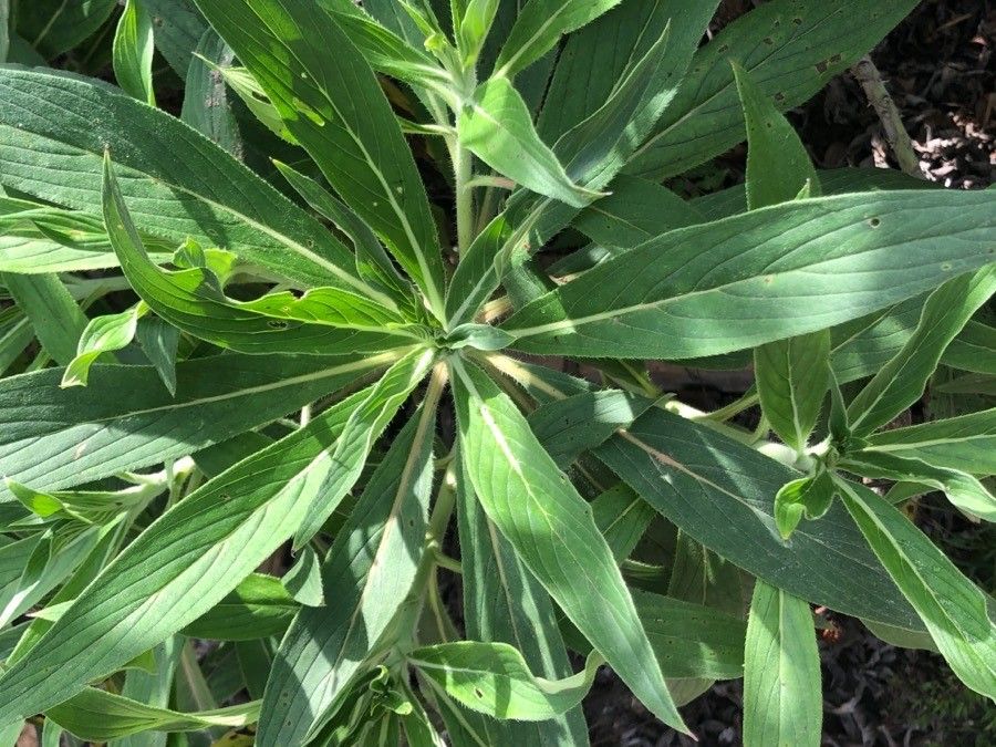 Echium acanthocarpum