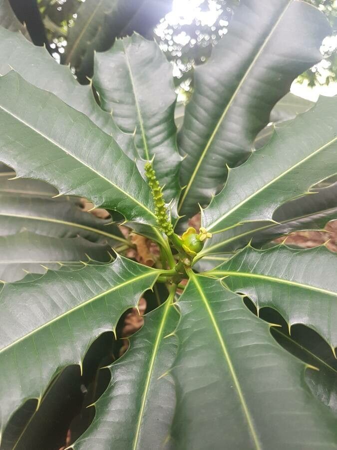 Pachystroma longifolium flower