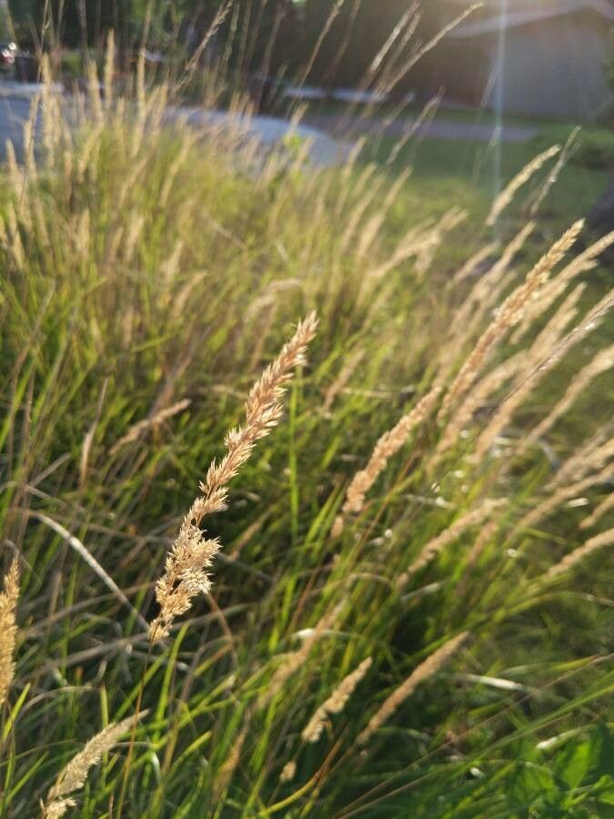 Calamagrostis neglecta fruit