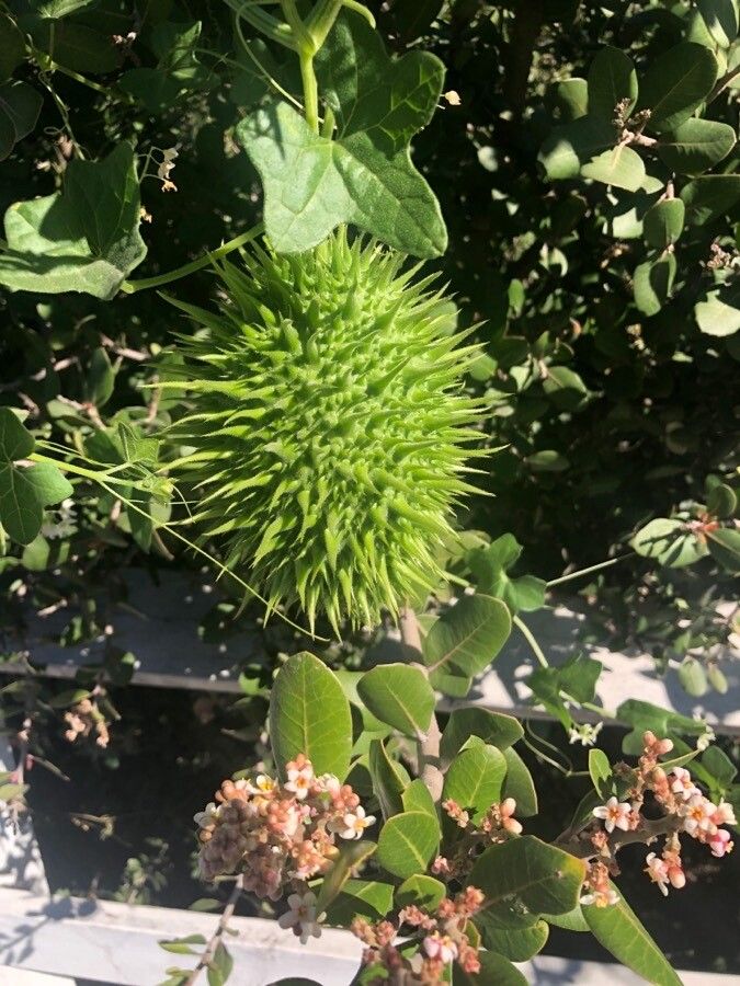 Marah macrocarpa fruit
