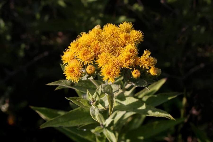 Inula germanica flower
