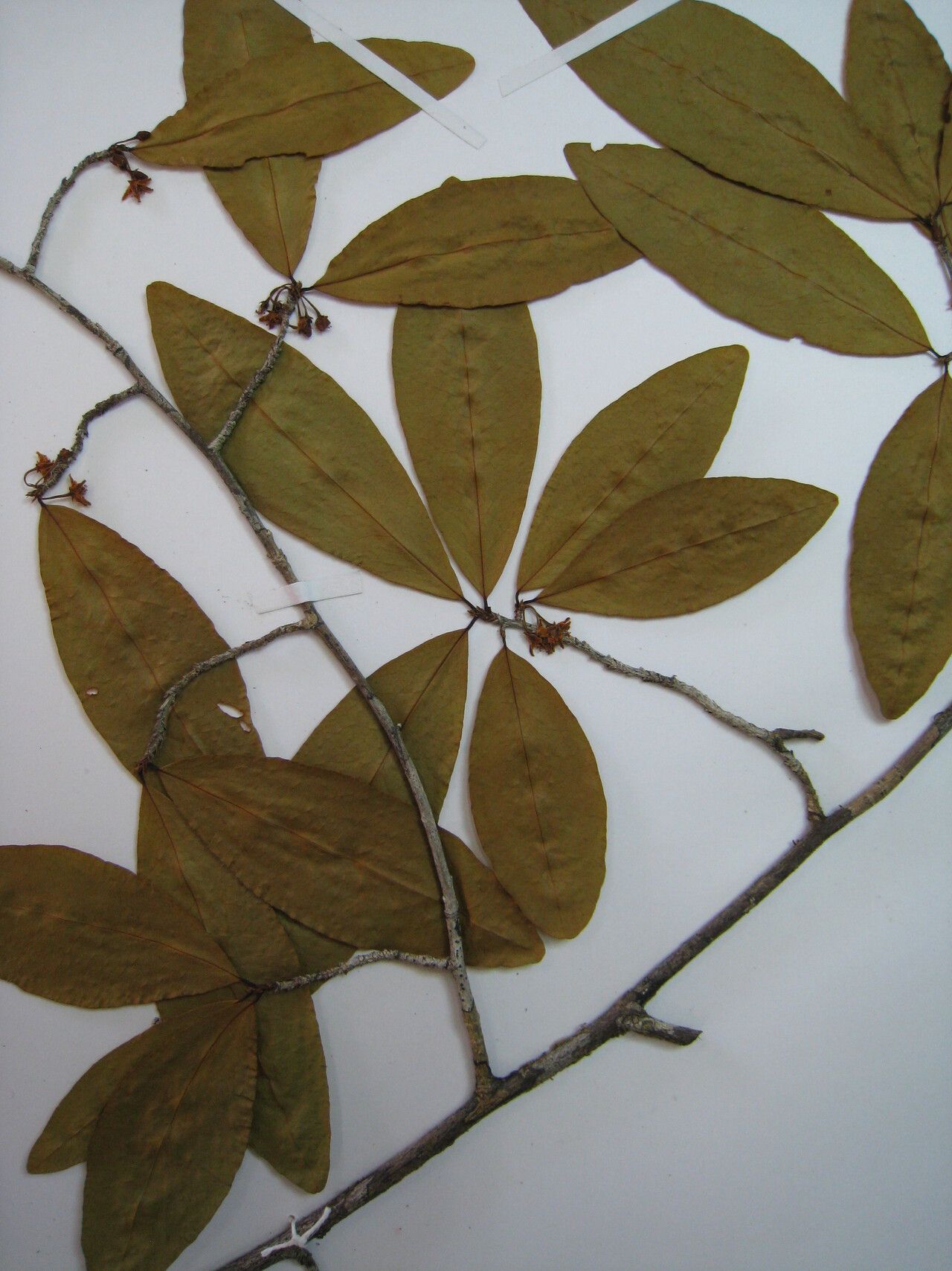 Erythroxylum ligustrinum other