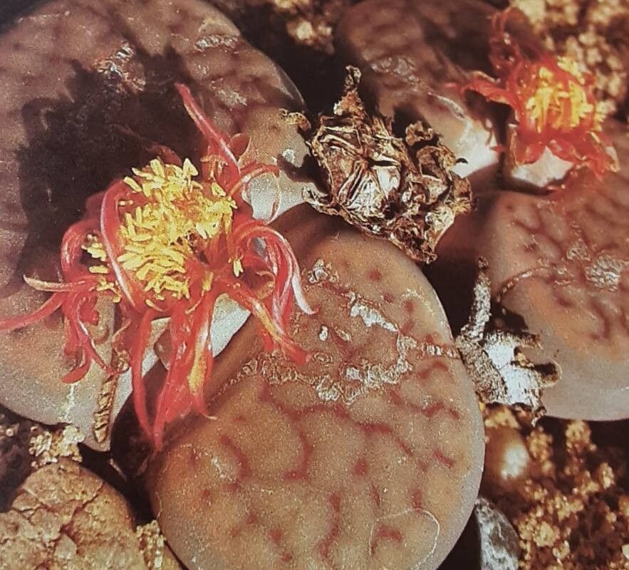 Lithops schwantesii flower