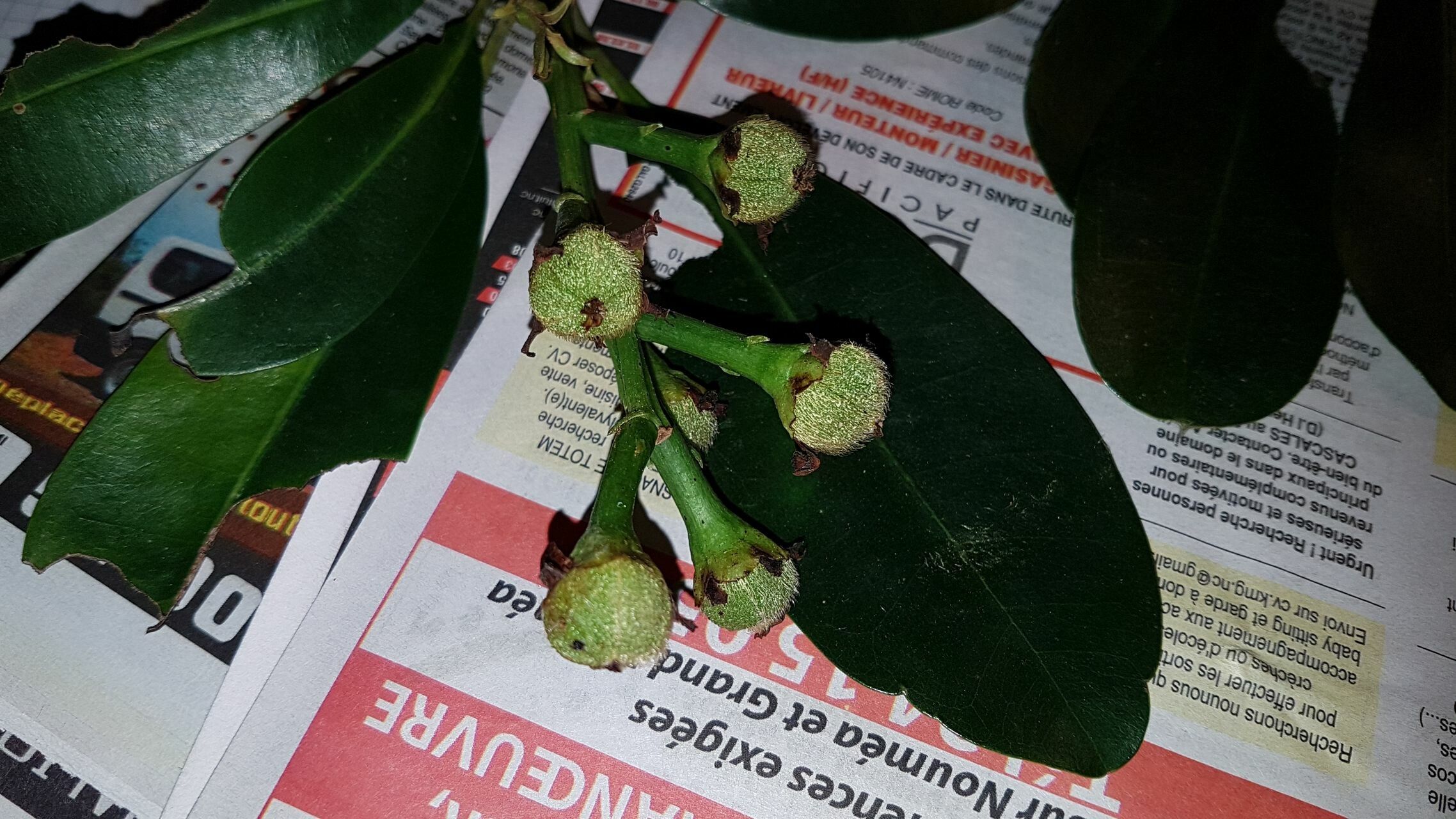 Baloghia montana fruit