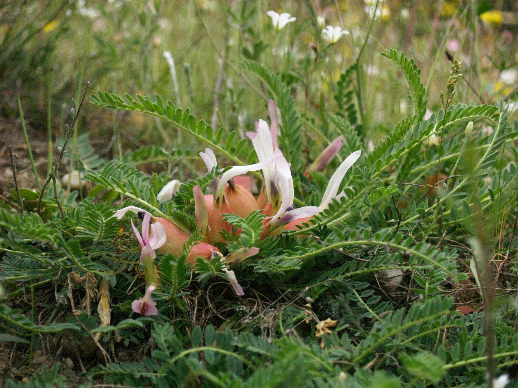 Astragalus physocalyx flower