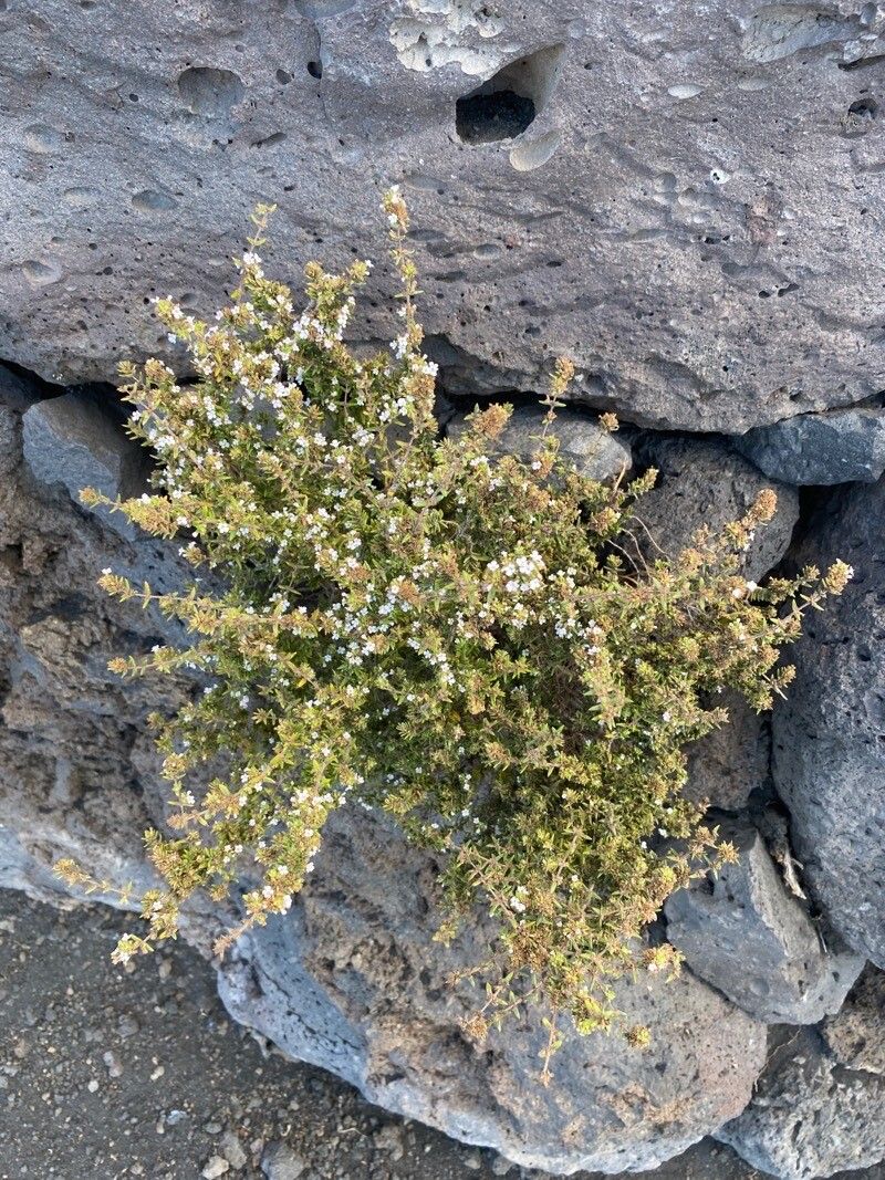 Micromeria herpyllomorpha habit
