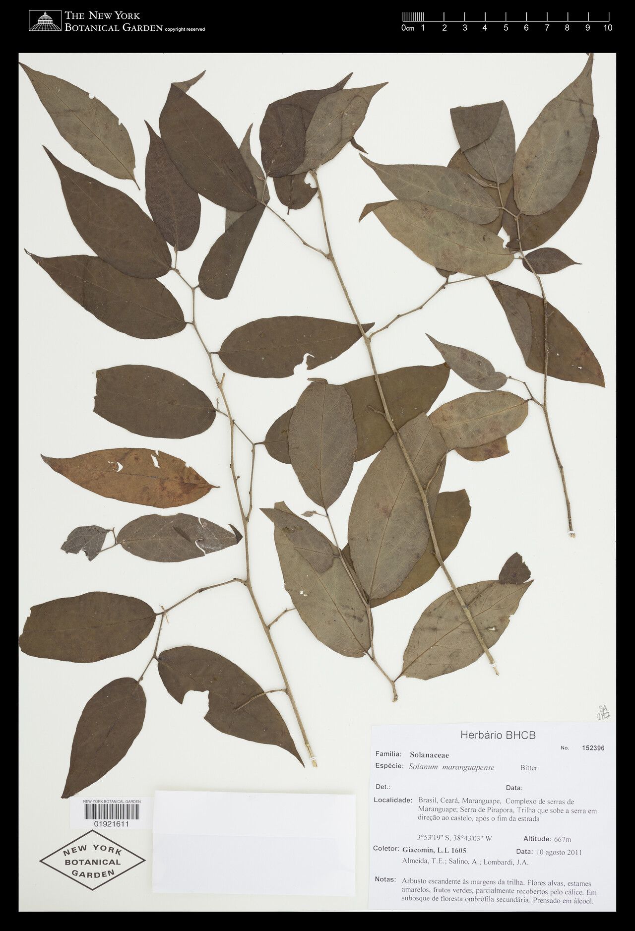 Solanum sellowianum — houseplant care guide