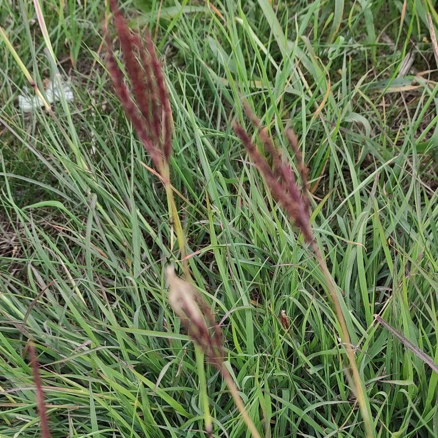 Chloris pycnothrix fruit