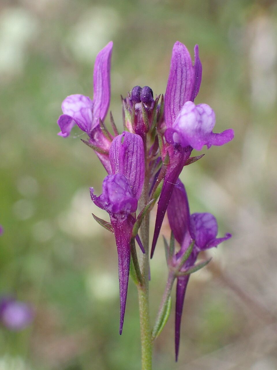 Linaria pelisseriana flower