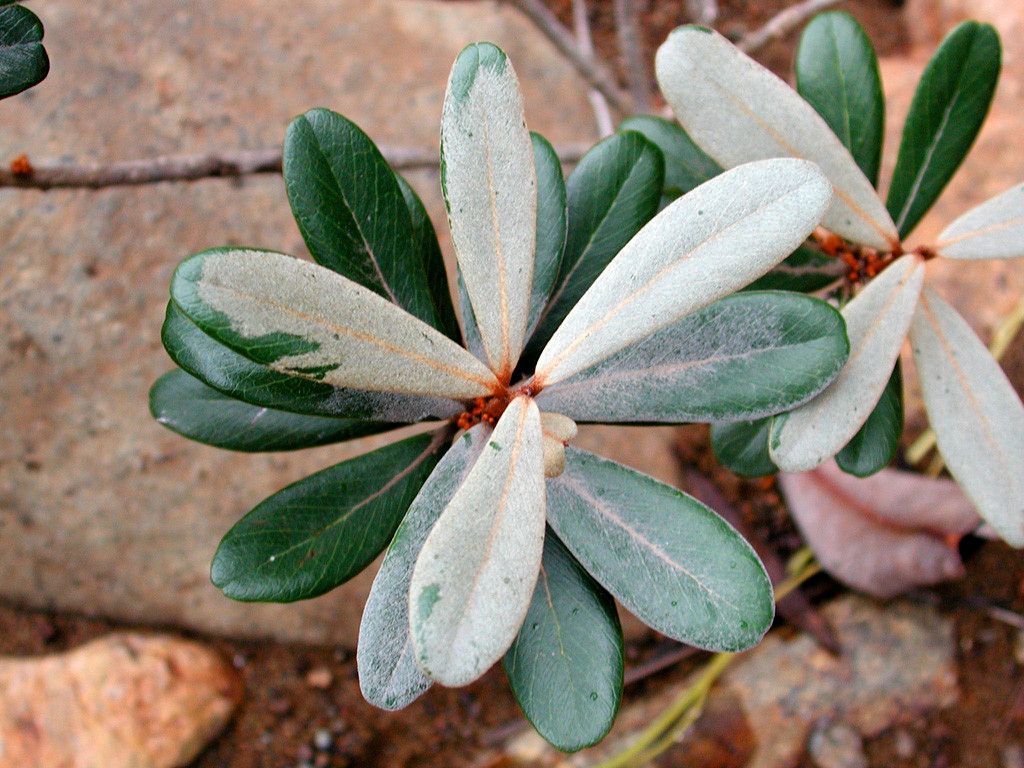 Pycnandra intermedia — houseplant care guide