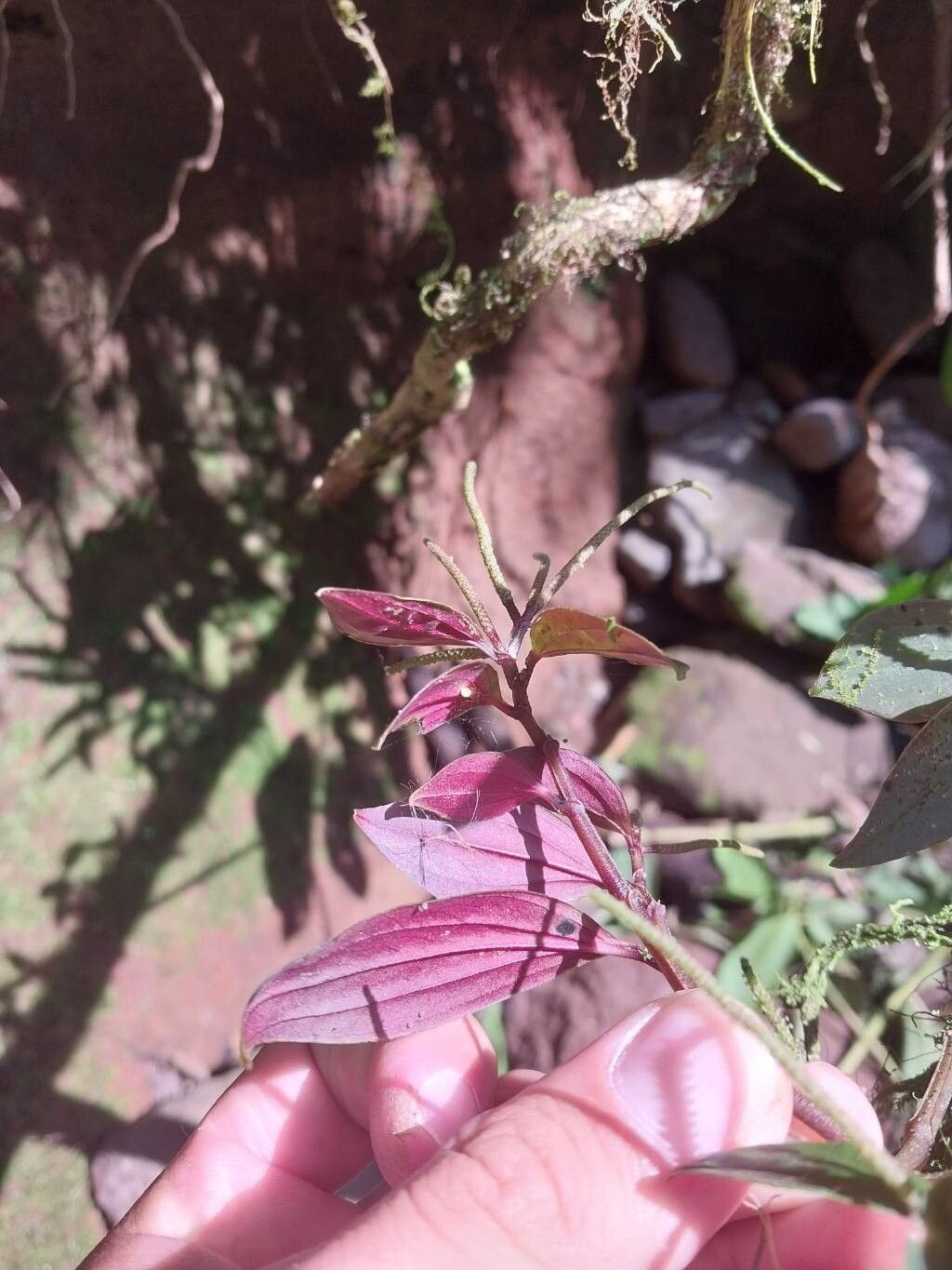 Peperomia versicolor — houseplant care guide