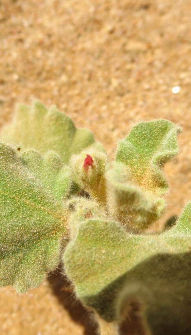 Chrozophora brocchiana flower