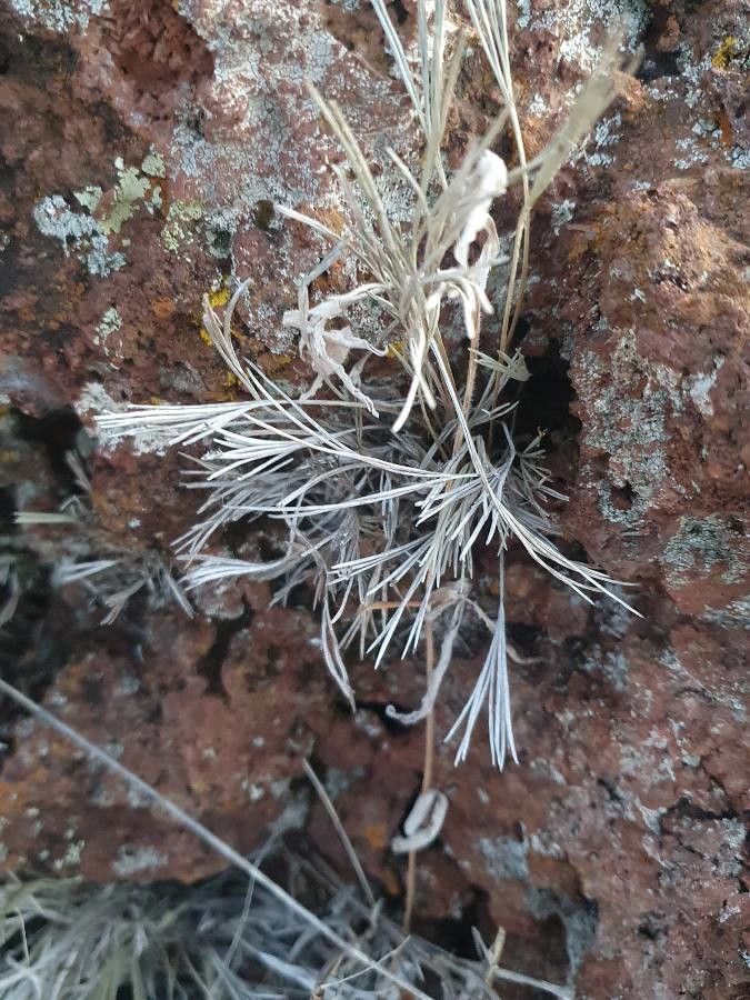 Actiniopteris semiflabellata — related species from the same genus