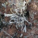 Actiniopteris semiflabellata