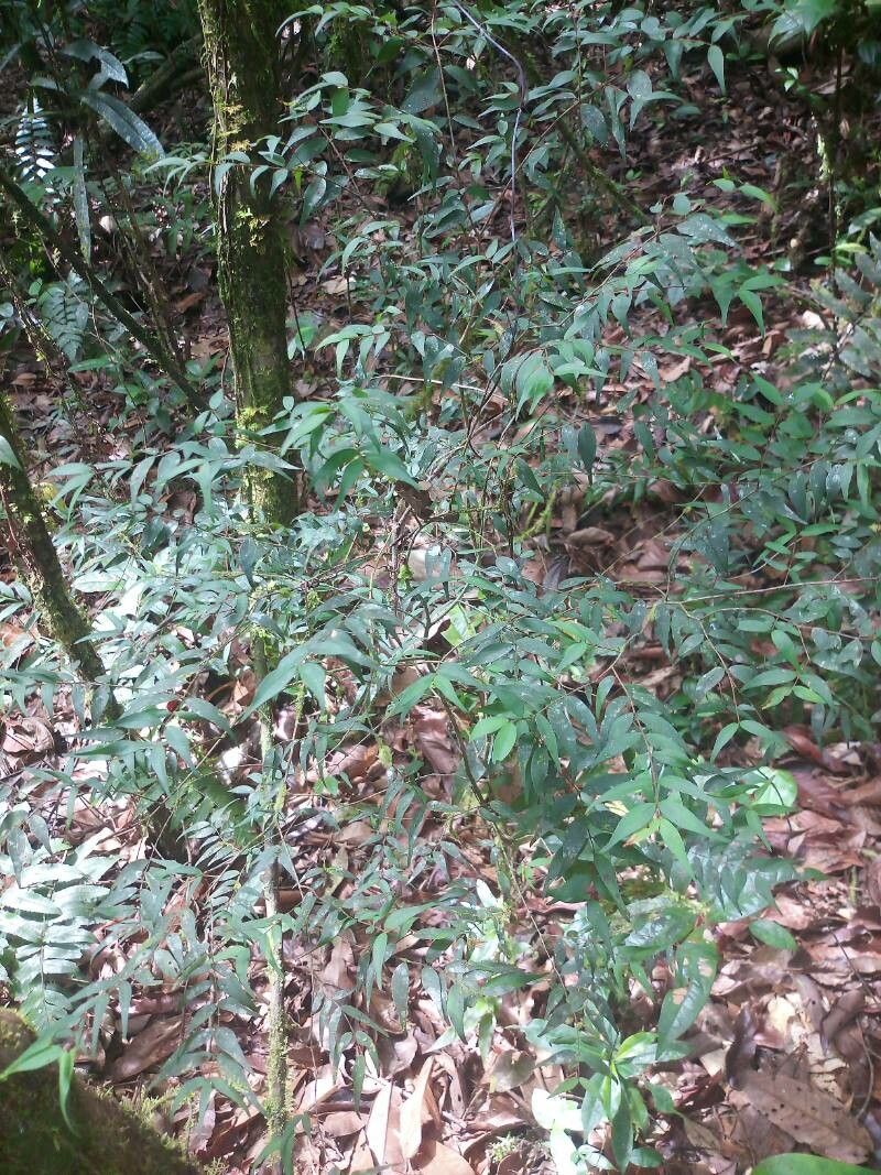 Myrcia sylvatica habit