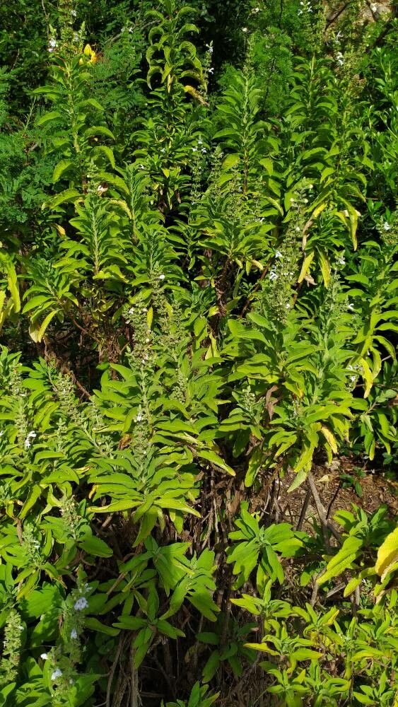 Salvia somalensis habit