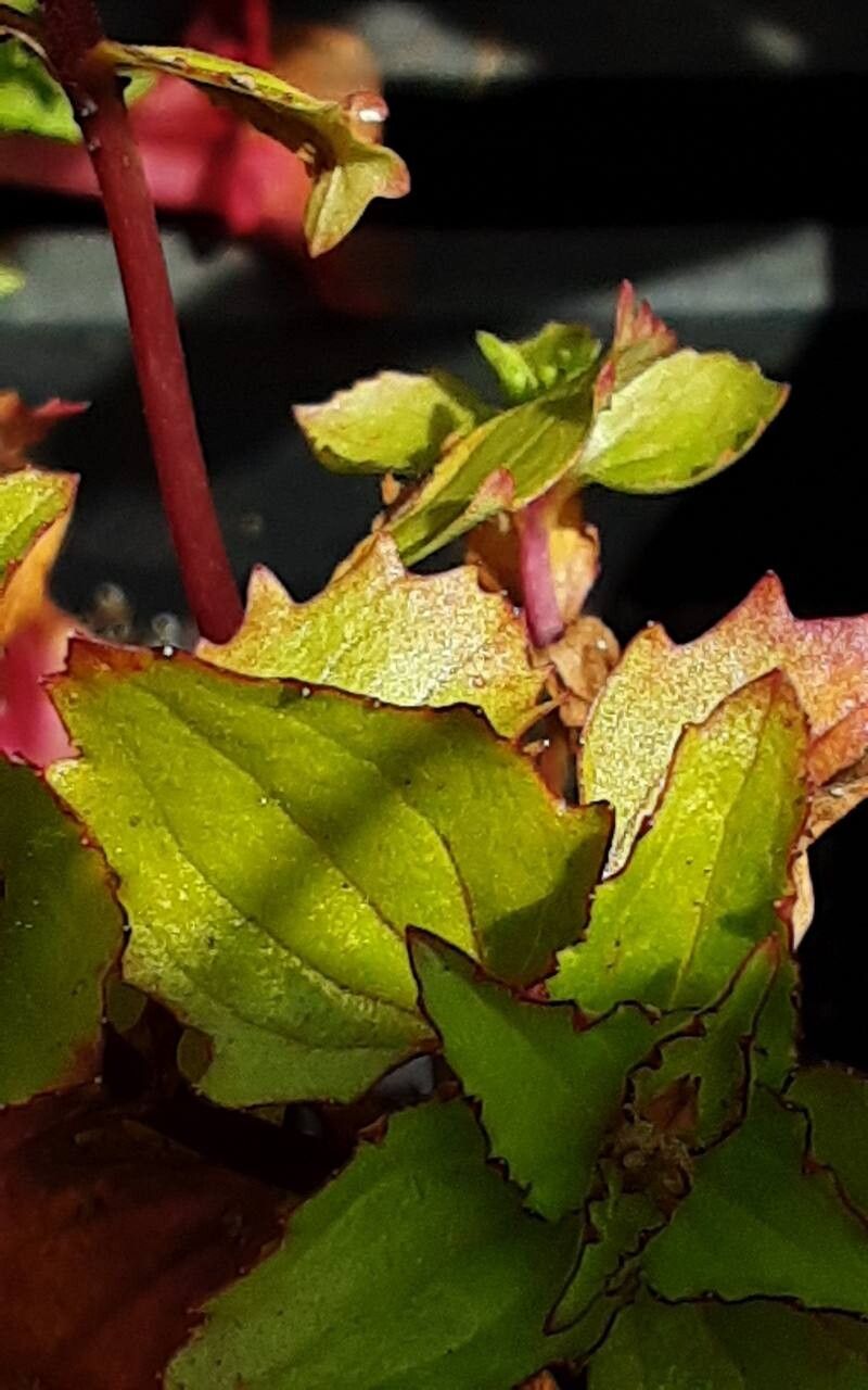 Erythranthe cuprea leaf