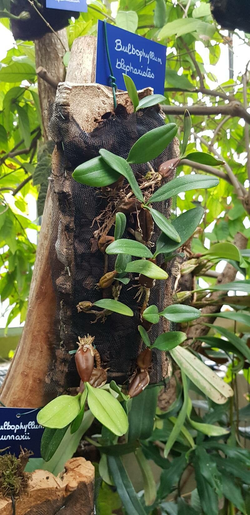 Bulbophyllum blepharistes habit
