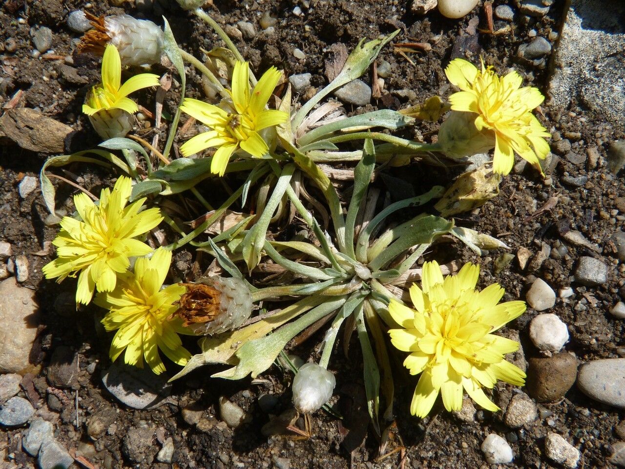Catananche caespitosa other