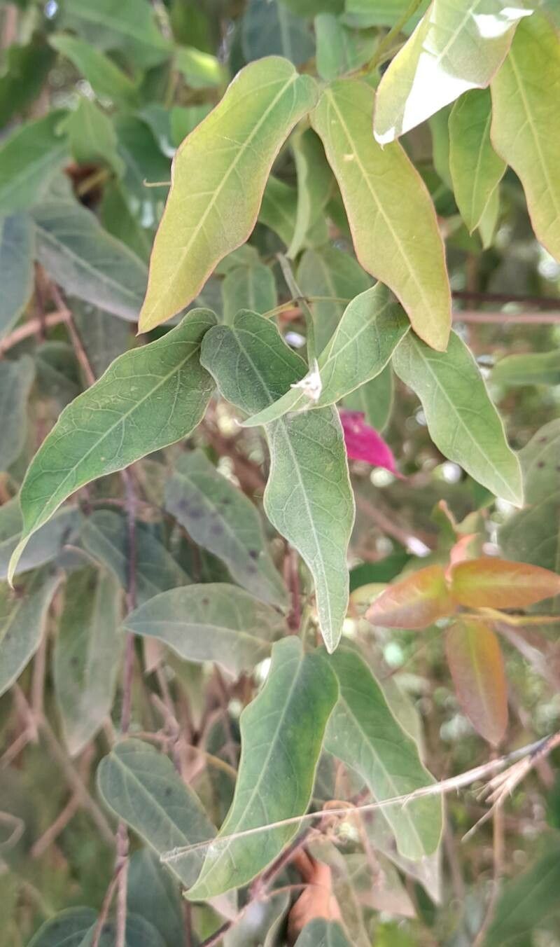 Dolichandra cynanchoides — related species from the same genus