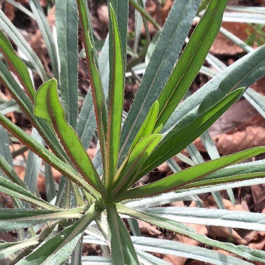 Echium leucophaeum leaf