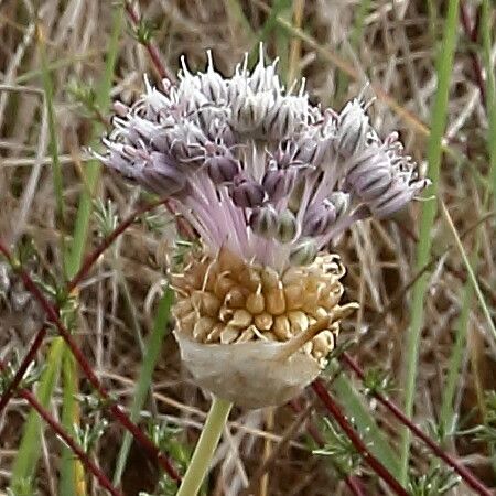 Allium acutiflorum flower