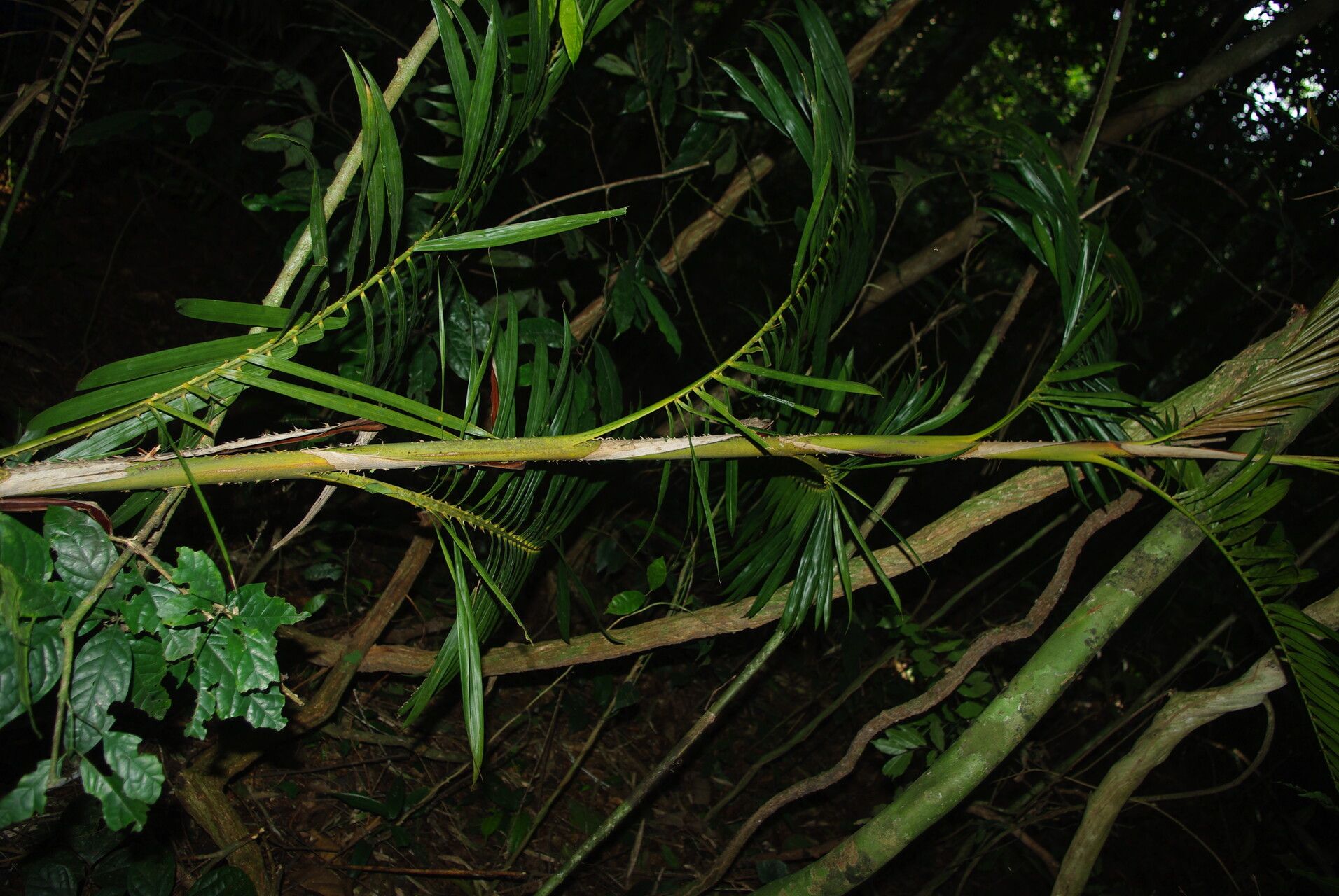 Laccosperma korupense — related species from the same genus