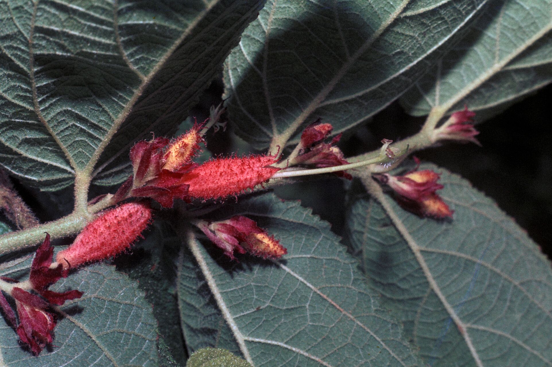 Helicteres pentandra flower