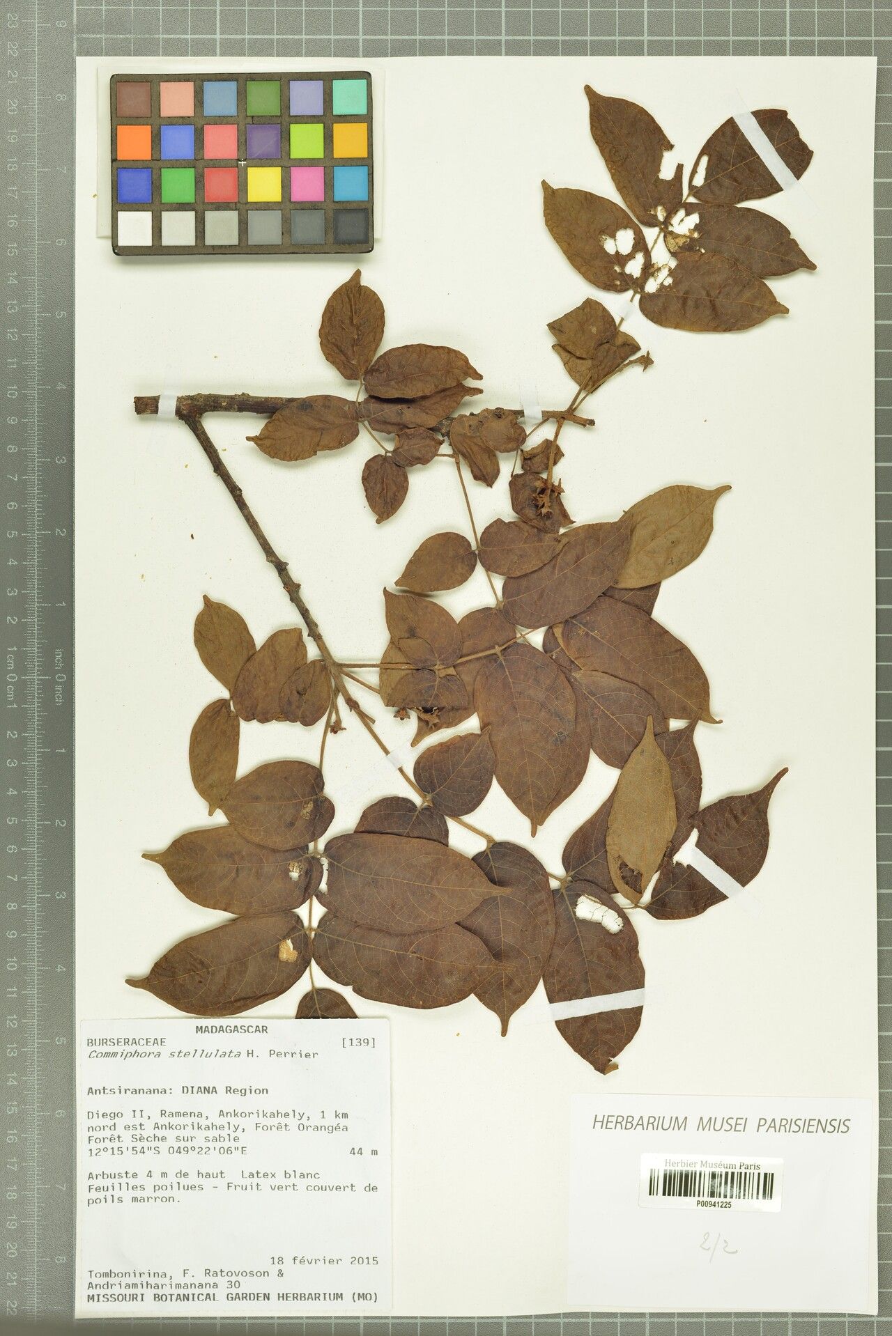 Commiphora stellulata — houseplant care guide