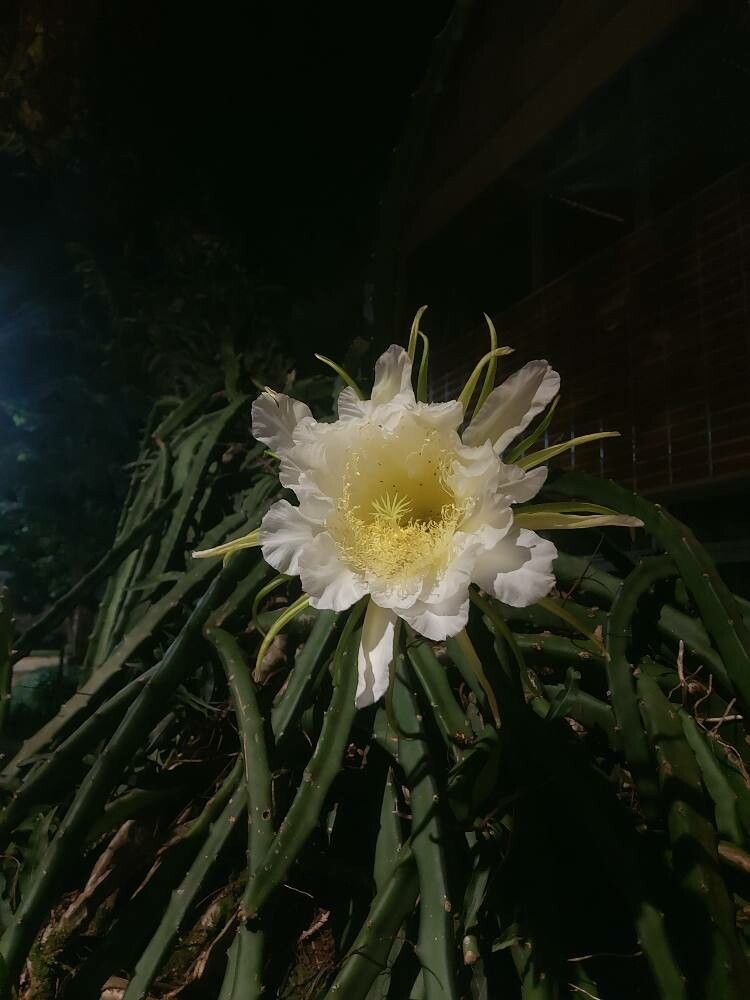Selenicereus setaceus flower