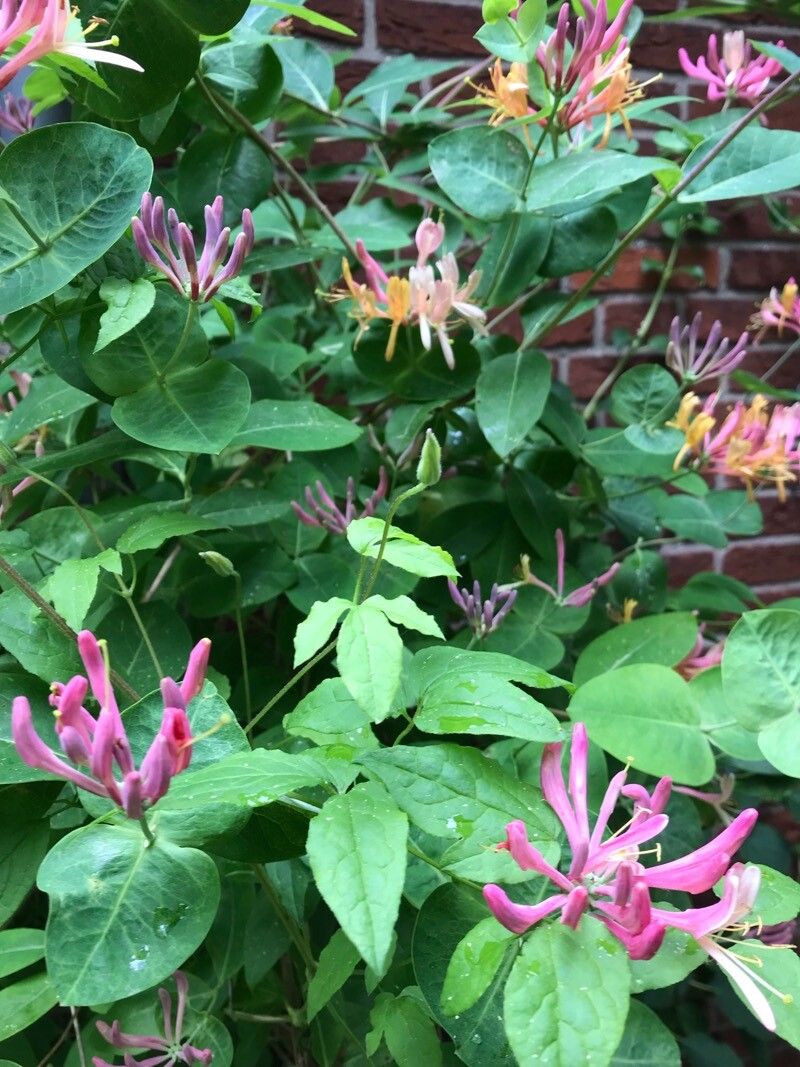 Lonicera × heckrottii flower