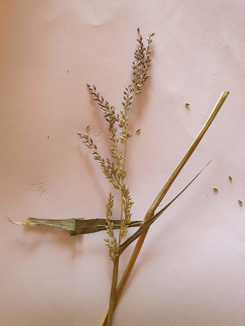 Sporobolus stapfianus fruit