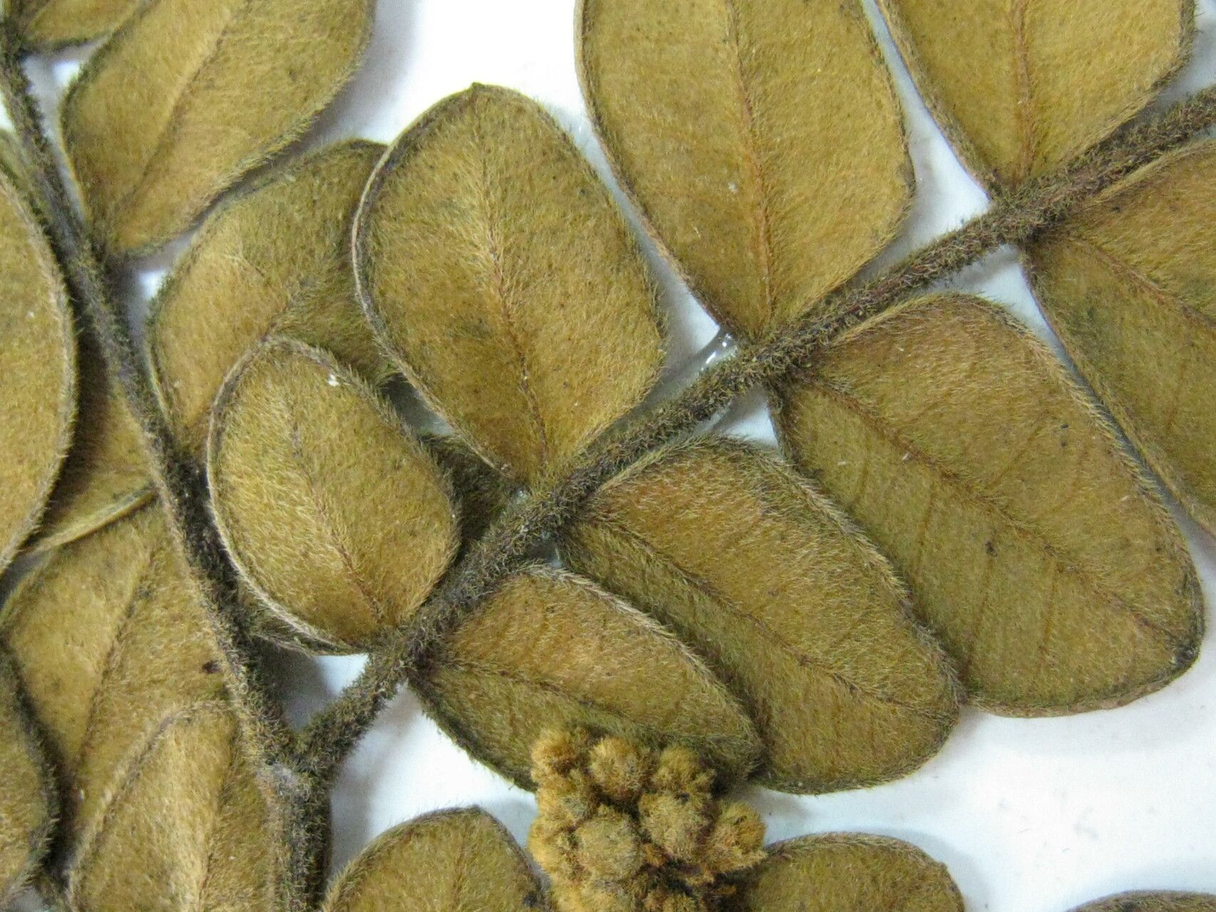 Jupunba ferruginea — houseplant care guide