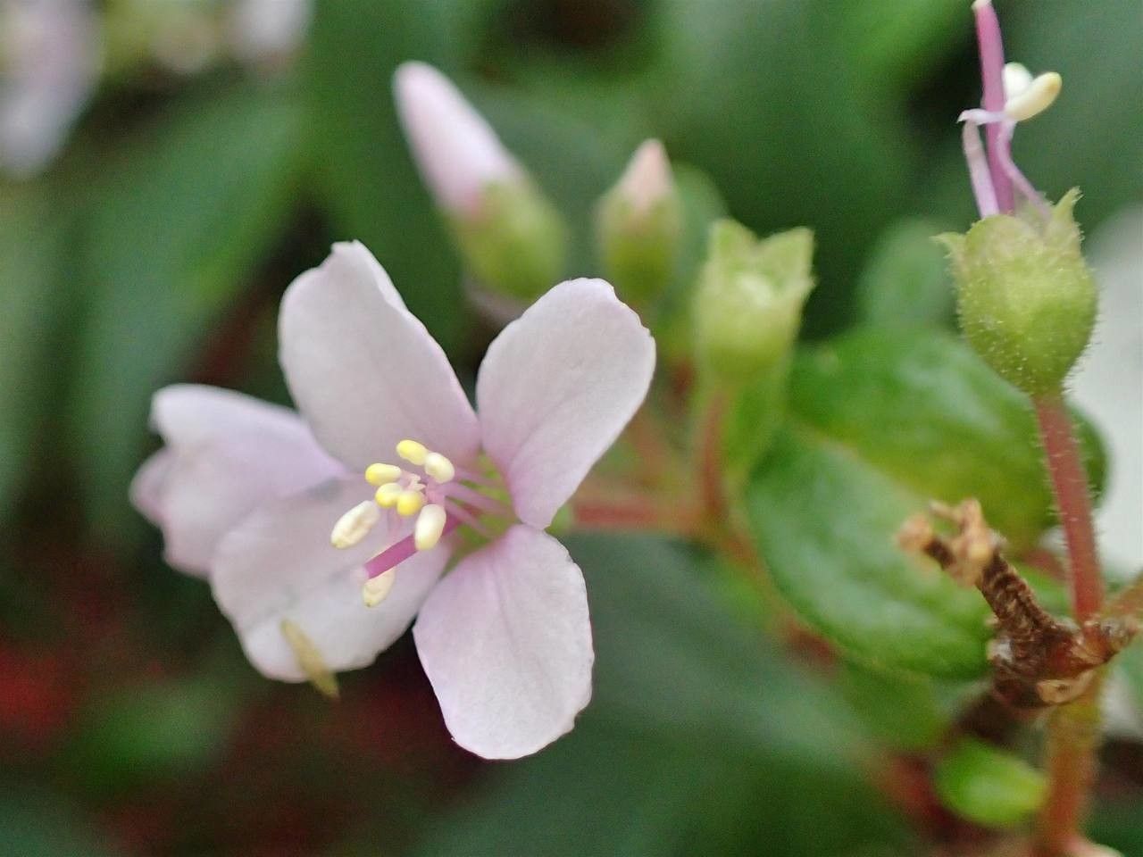 Centradenia floribunda flower