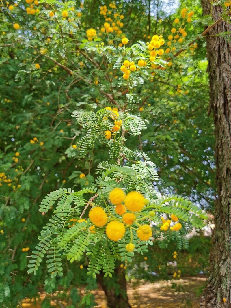 Acacia horrida — search result for 'Mimosa'