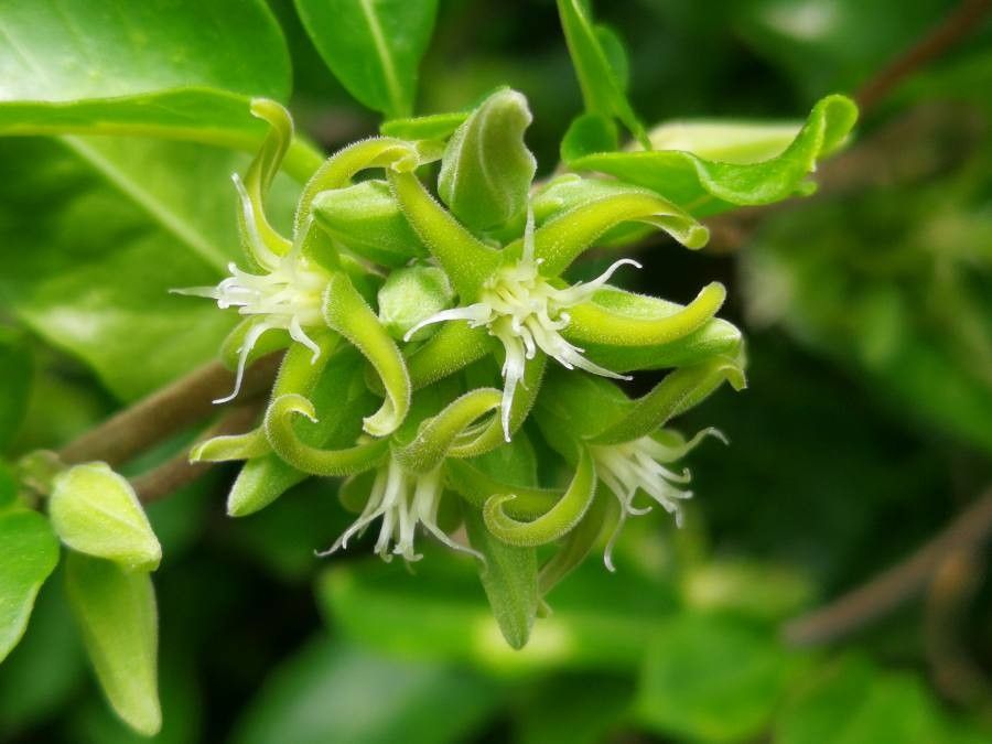 Fockea edulis flower