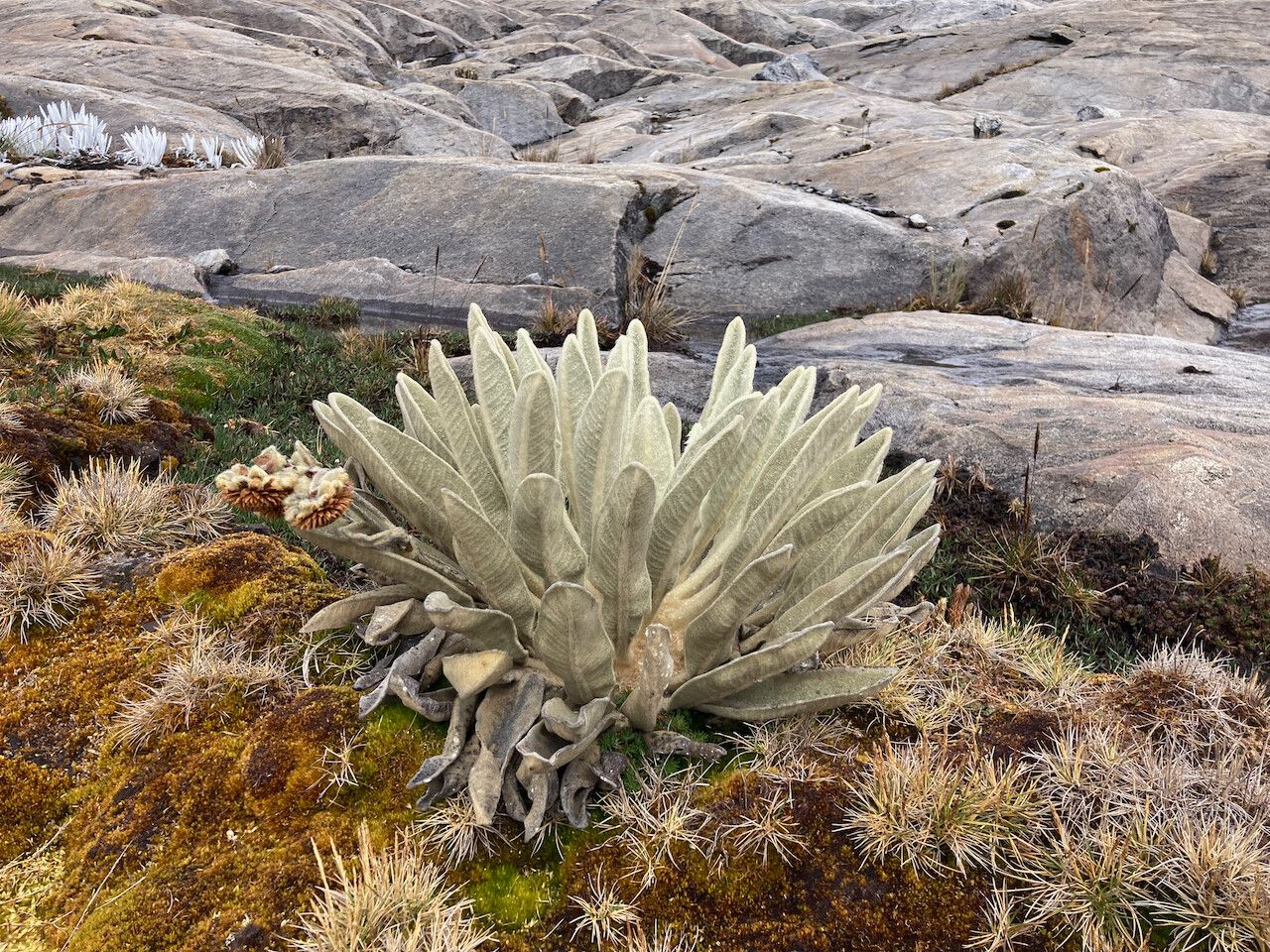 Espeletia lopezii — houseplant care guide