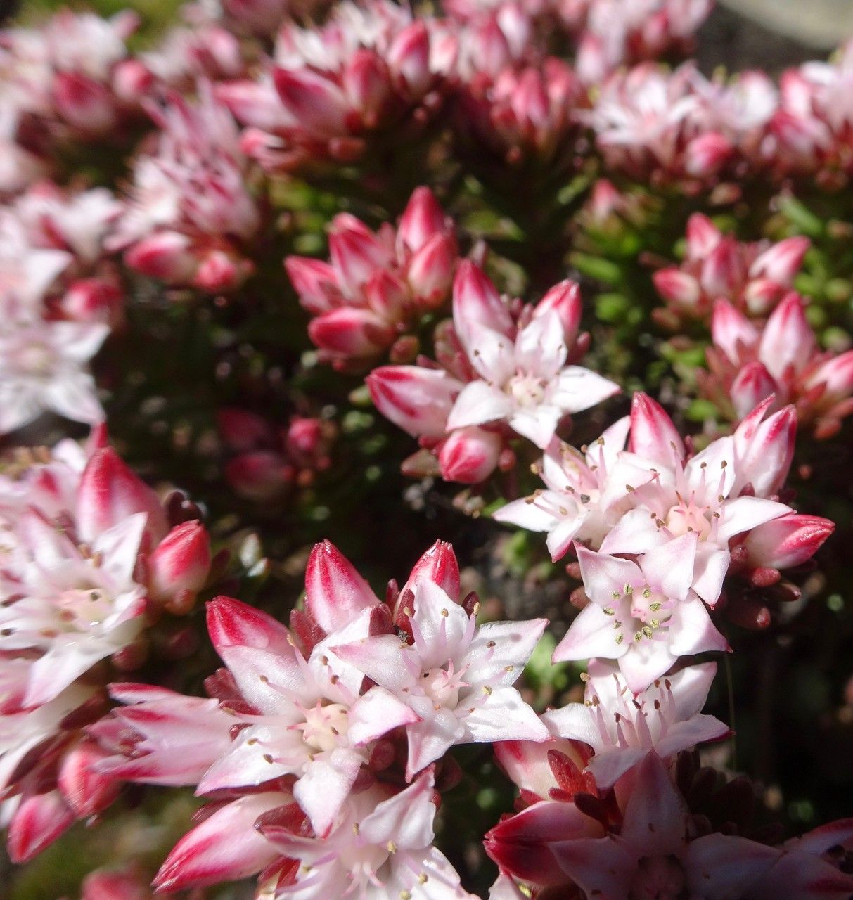 Sedum goldmanii flower