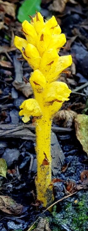 Orobanche lucorum — houseplant care guide