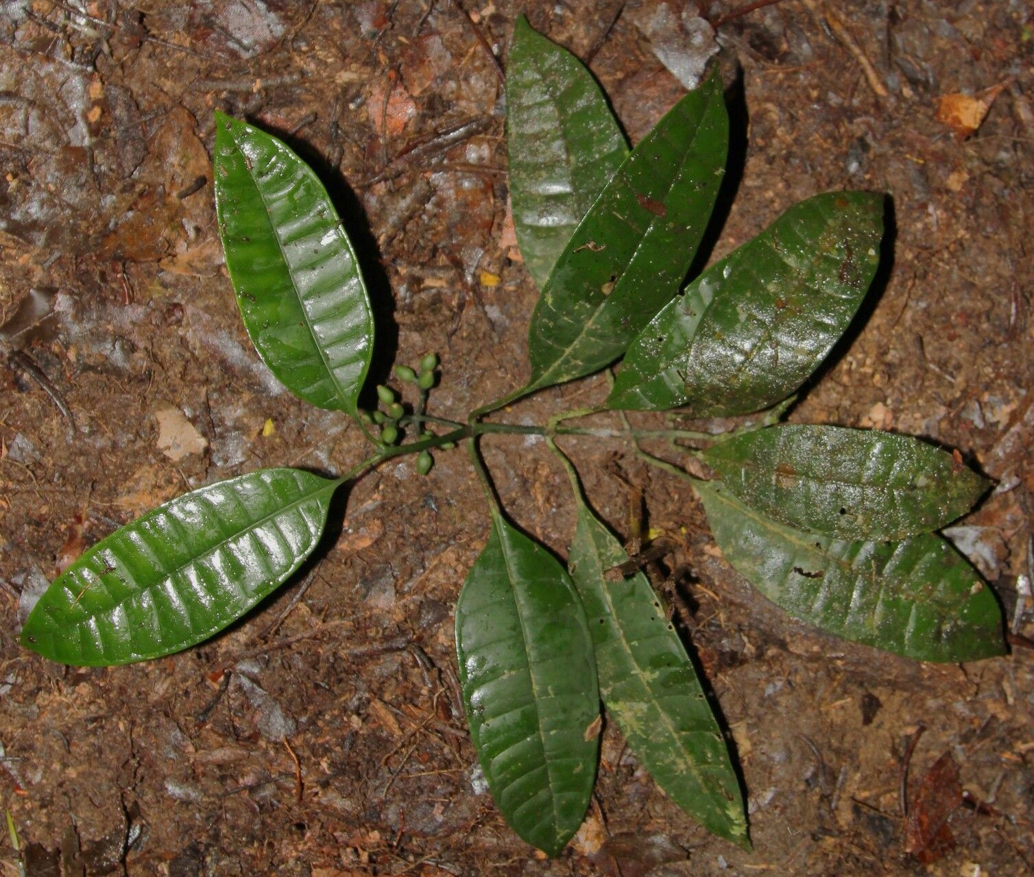 Psychotria potanthera habit