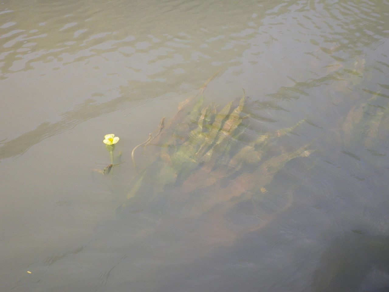 Ottelia ulvifolia habit