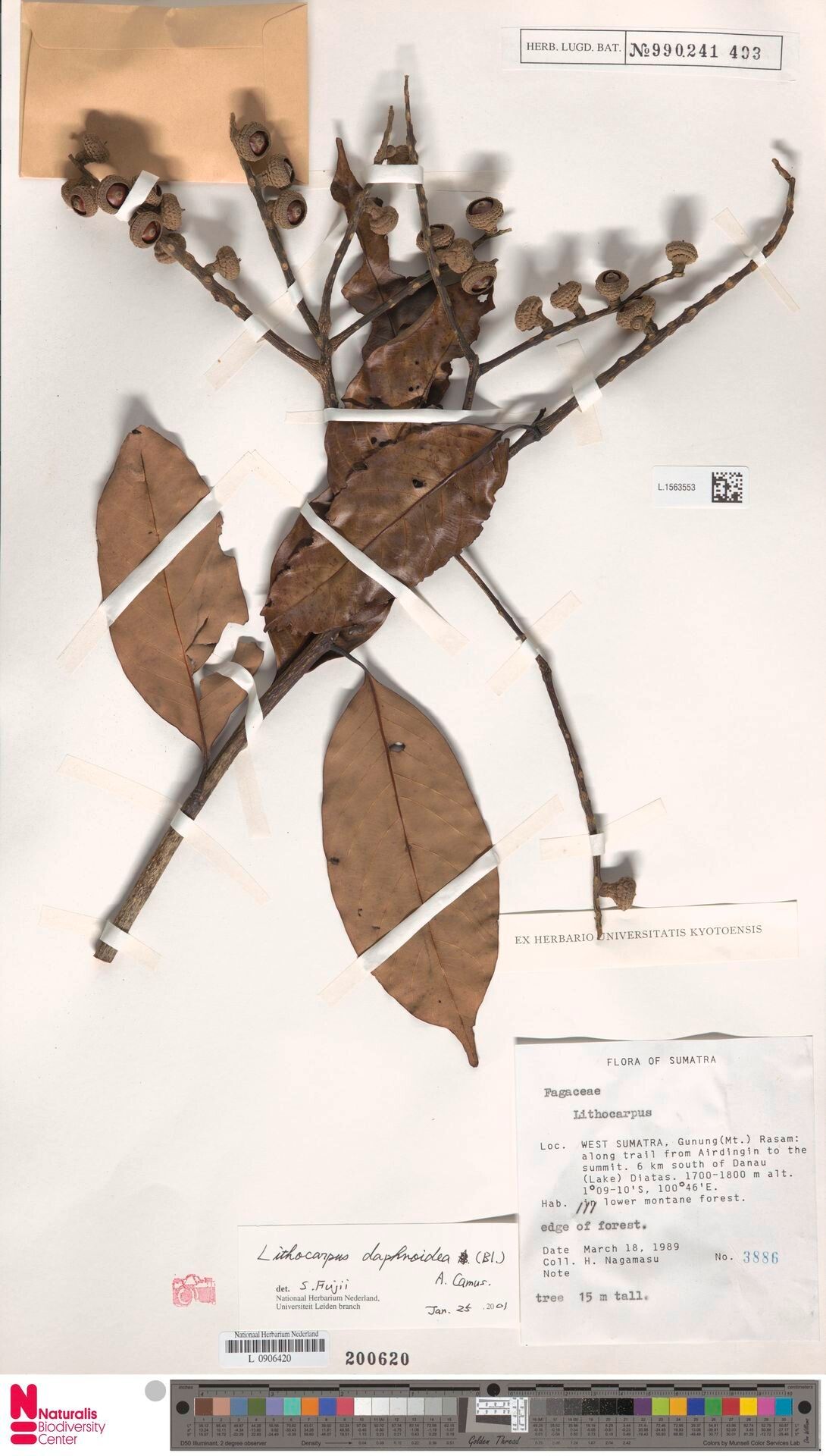 Lithocarpus daphnoideus — search result for 'Lithocarpus'