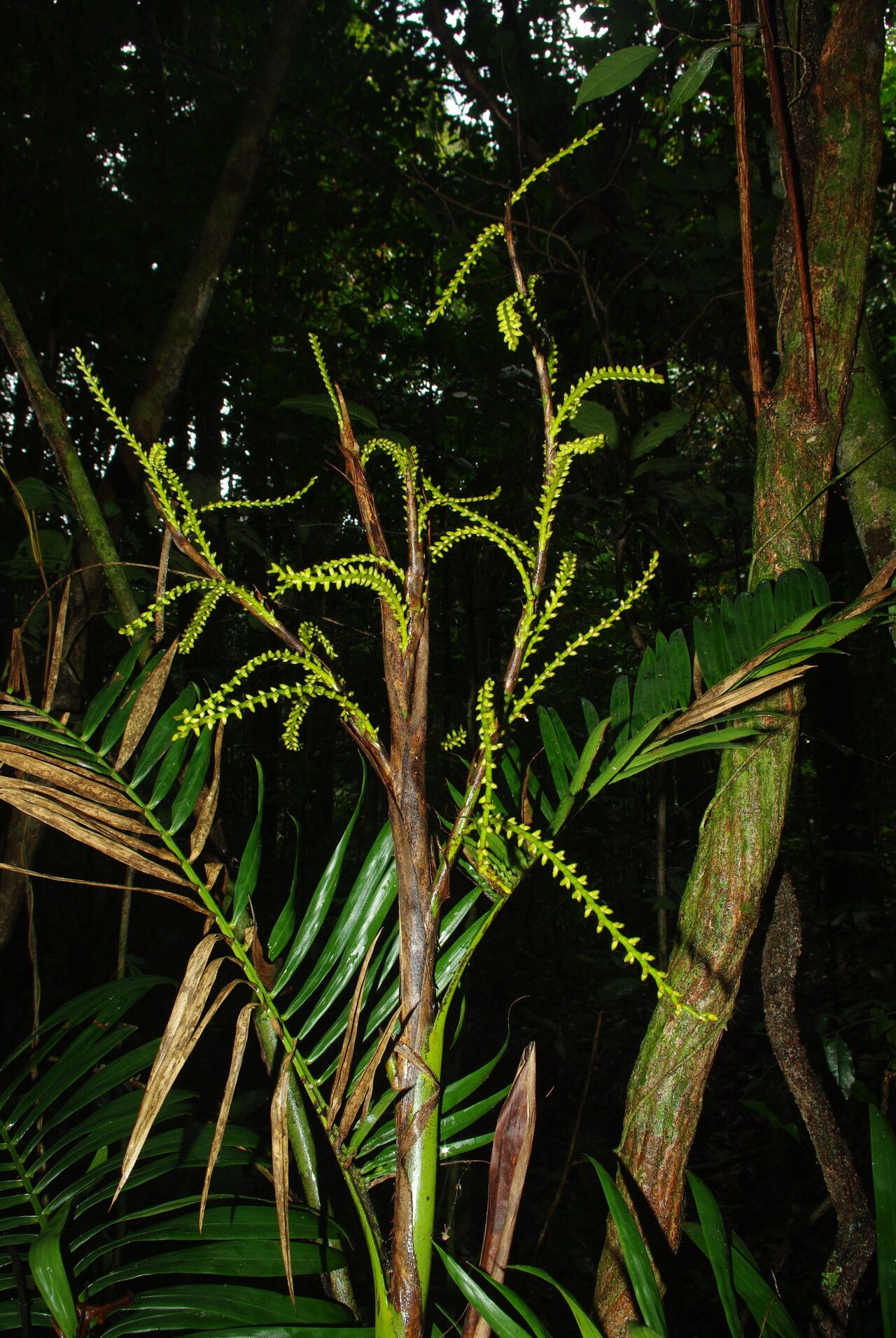 Laccosperma korupense habit