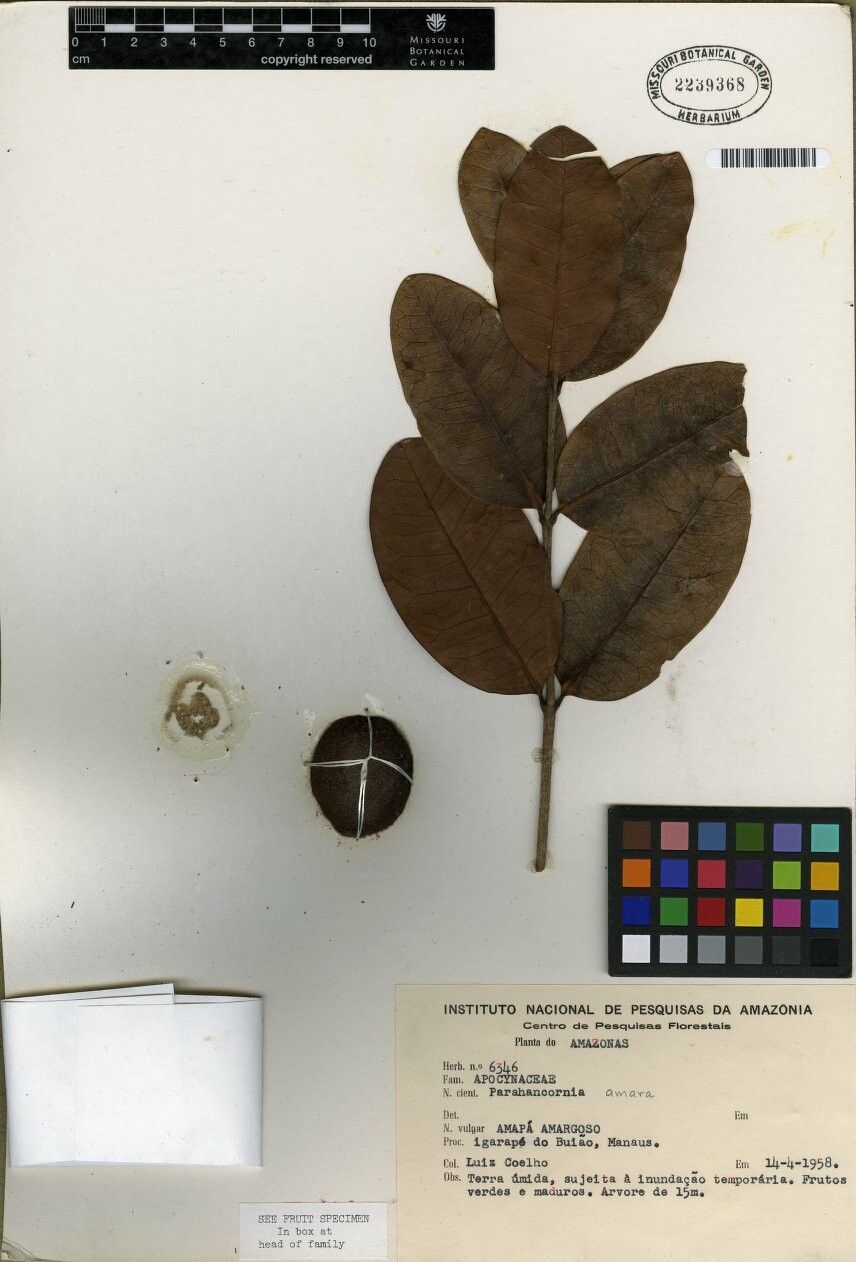 Parahancornia amara — related species from the same genus
