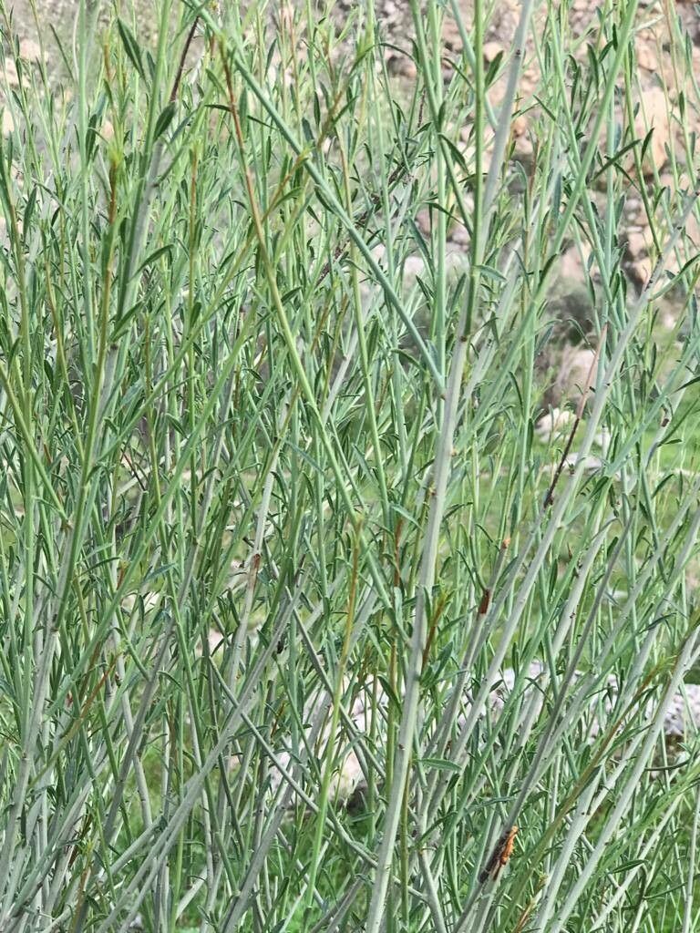 Prunus scoparia — search result for 'Turkmenistan'