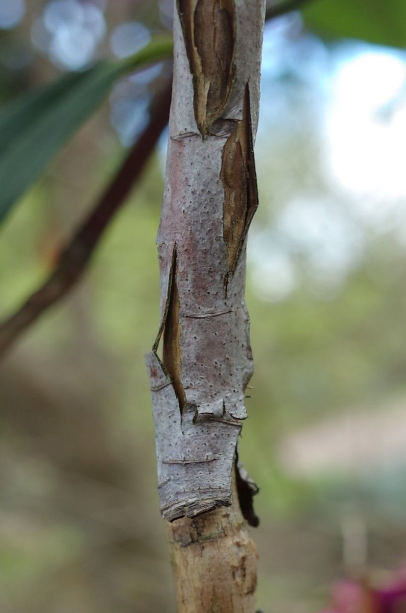 Rhododendron anthosphaerum bark